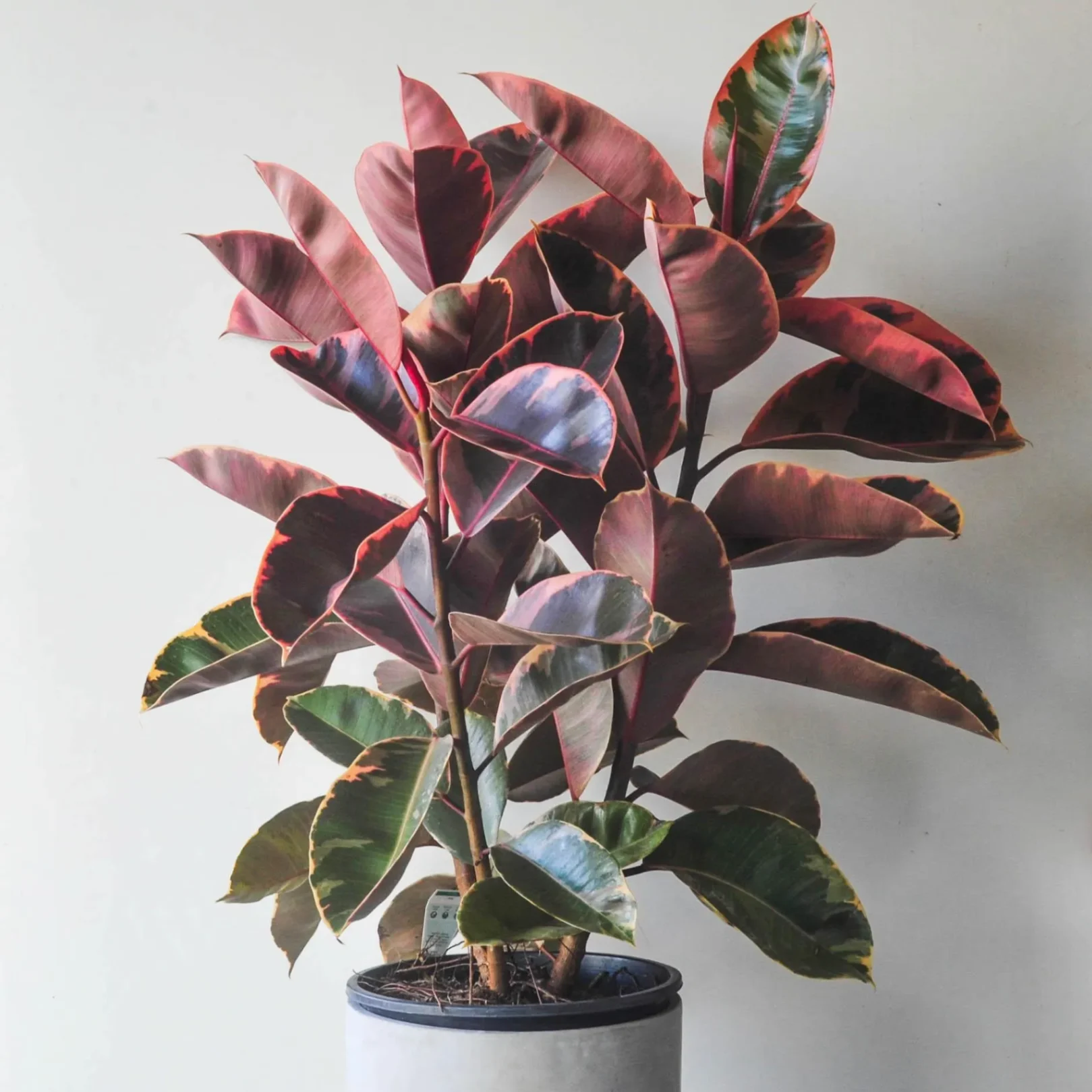 Ficus Elastica